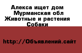 Алекса ищет дом - Мурманская обл. Животные и растения » Собаки   